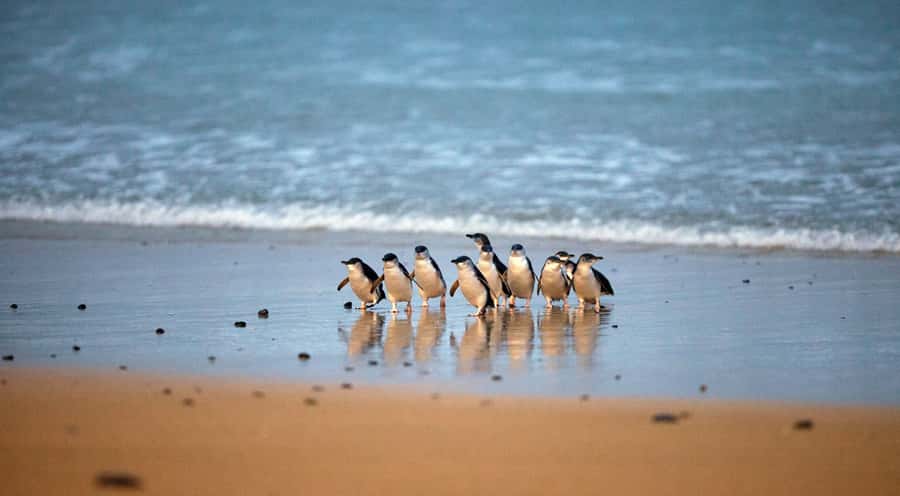 Phillip Island: Penguin Parade and Multi Attraction Pass - Walking through the Koala Conservation Reserve