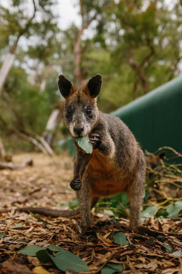 Phillip Island: Penguin Parade and Multi Attraction Pass - Churchill Island and Victoria’s early farm story