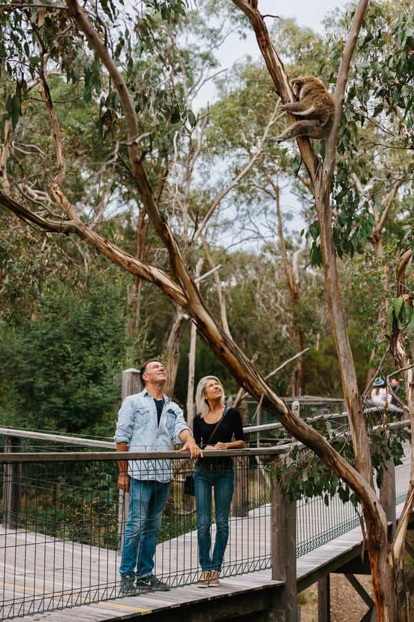 Phillip Island: Penguin Parade and Multi Attraction Pass - One day or three separate visits