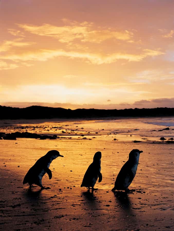 Phillip Island: Penguin Parade and Multi Attraction Pass - Should you book it?