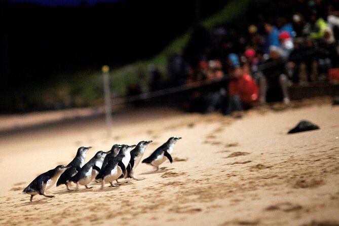 Phillip Island Penguin Parade, Wildlife and Beach Boxes Bus Tour - What this Phillip Island day trip really covers