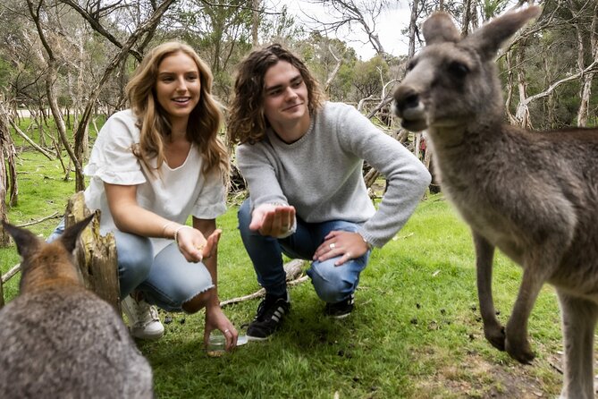 Phillip Island Penguin Parade, Wildlife and Beach Boxes Bus Tour - Who will enjoy this tour most?