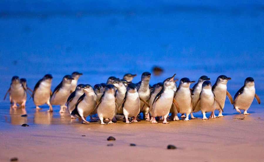 Phillip Island Penguin Parade with Expert Local Guide - Brighton Beach gives the morning an easy start