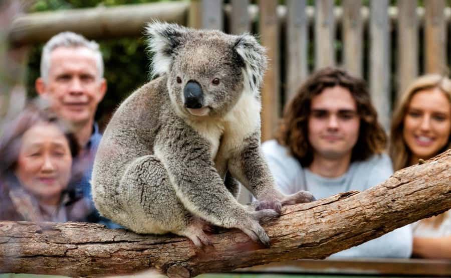 Phillip Island Penguin Parade with Expert Local Guide - Cape Woolamai adds wild coastal scenery in summer