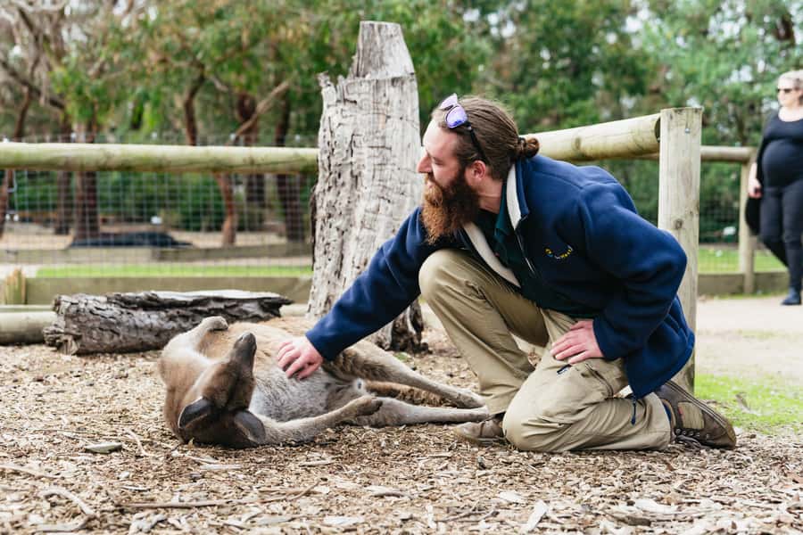 Phillip Island Penguin Parade with Expert Local Guide - Food is flexible, but not included