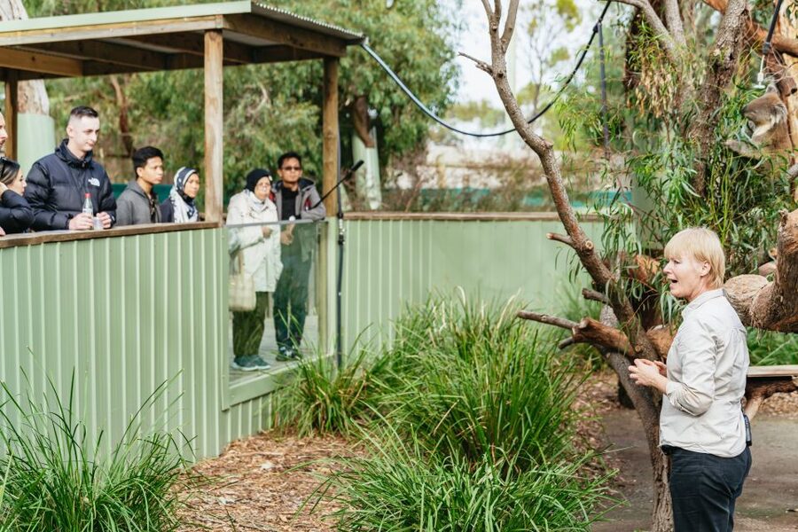 Phillip Island Penguin Parade with Expert Local Guide - What $116 includes, and what it does not