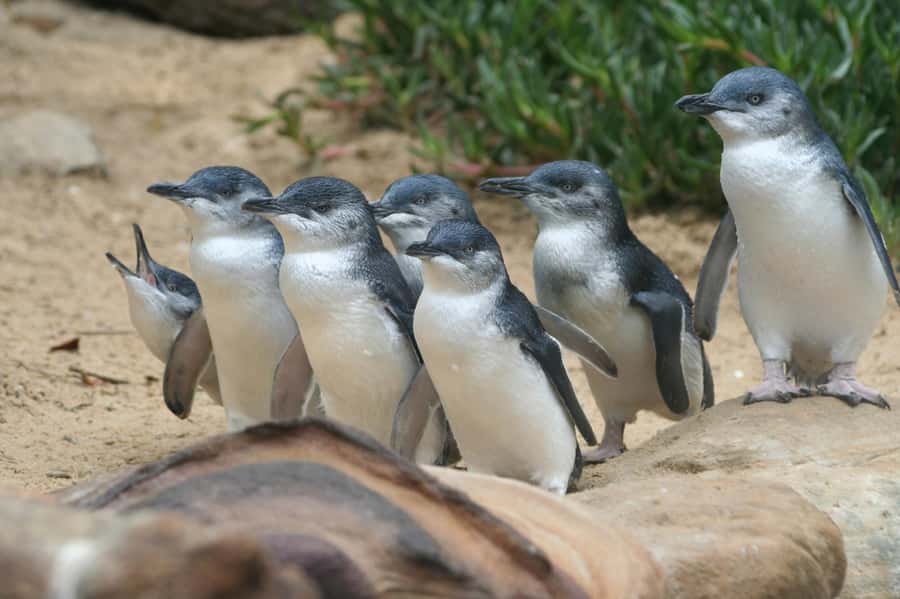 Phillip Island: Penguins and Wildlife Full-Day Tour - Woolamai Beach and the wild coast
