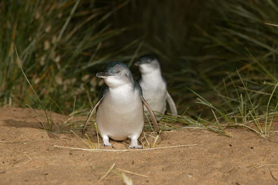 Phillip Island: Penguins and Wildlife Full-Day Tour - Guides, languages, and the day-to-day feel