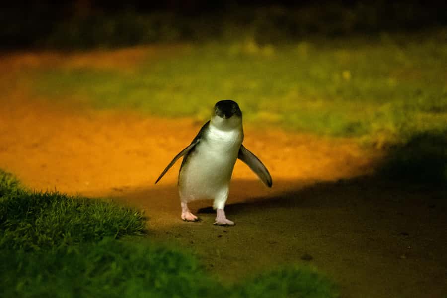 Phillip Island: Penguins and Wildlife Full-Day Tour - The Melbourne pickup and ride to Phillip Island