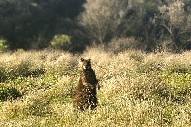 Phillip Island Penguins & Wildlife Day Tour from Melbourne - Key points to know before you book