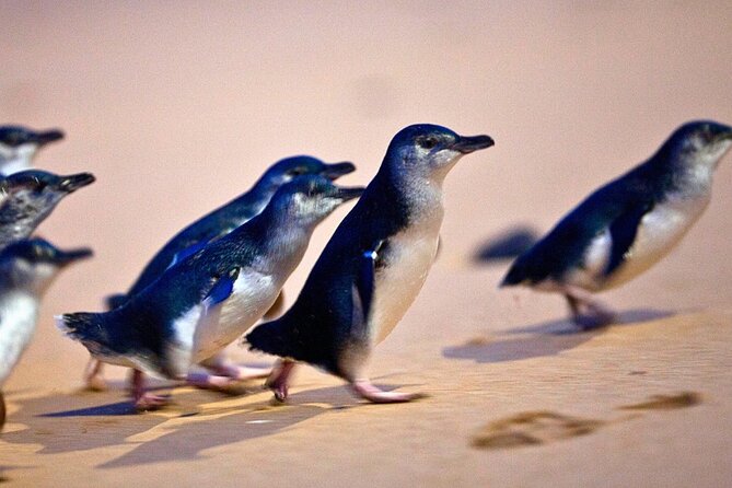 Phillip Island Penguins & Wildlife Day Tour from Melbourne - Cape Woolamai adds sand, surf, and breathing room