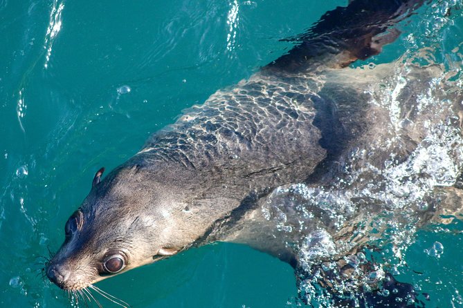 Phillip Island Seal-Watching Cruise - Key points to know before you go