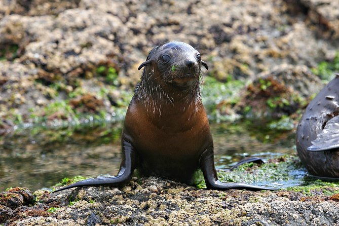 Phillip Island Seal-Watching Cruise - Afternoon Tea and Small Comforts