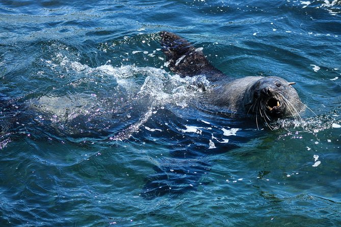 Phillip Island Seal-Watching Cruise - Is $82.48 Good Value?