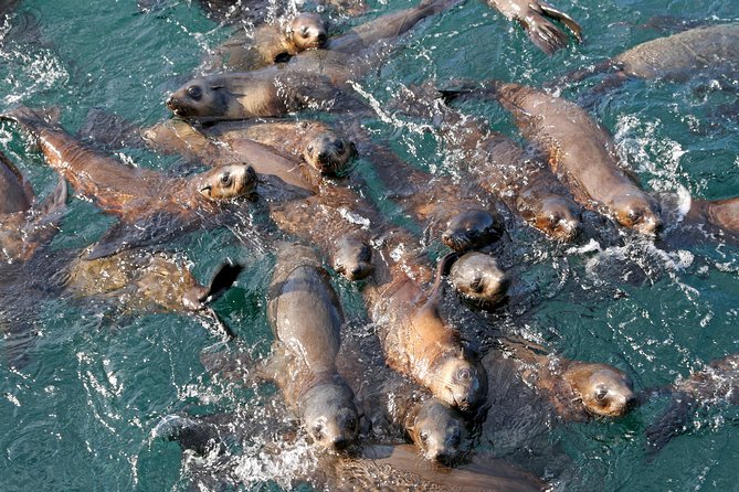 Phillip Island Seal-Watching Cruise - A Two-Hour Route With More Than Seals