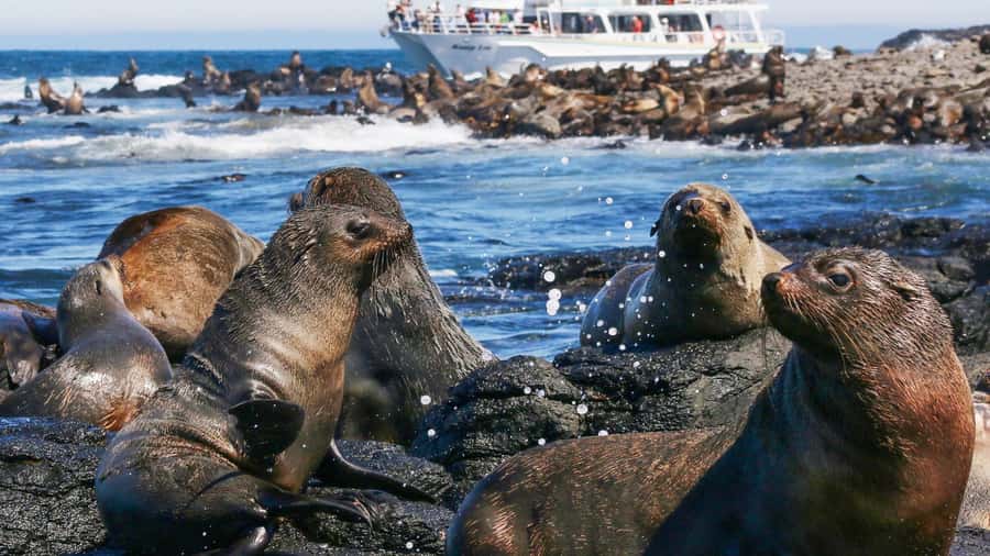Phillip Island: Whale Watching Boat Tour - Why Phillip Island Works for a Wildlife Cruise