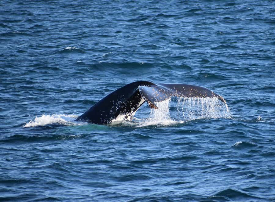 Phillip Island: Whale Watching Boat Tour - Leaving Rhyll for the Phillip Island Coast