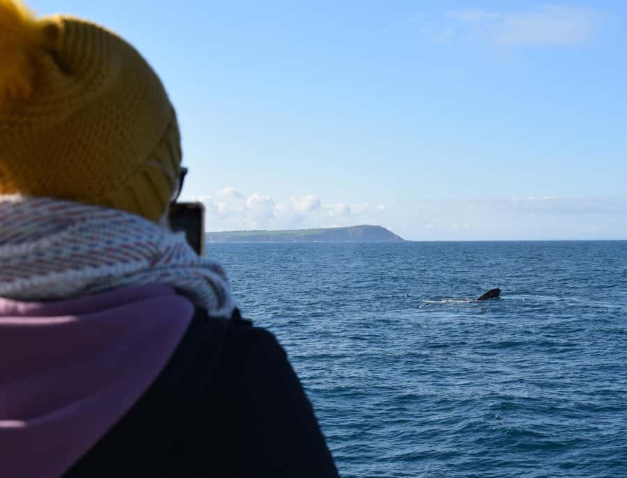 Phillip Island: Whale Watching Boat Tour - Seal Rocks and the Australian Fur Seal Colony