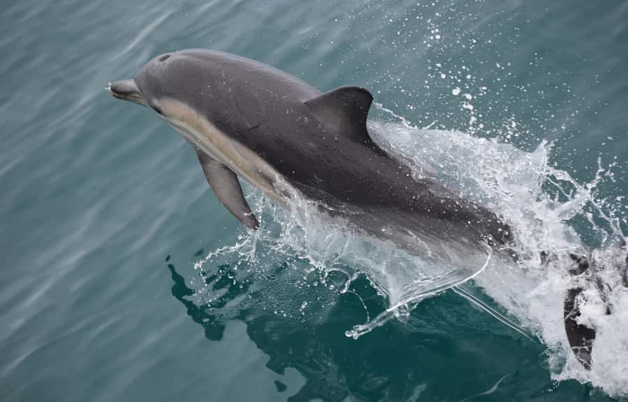 Phillip Island: Whale Watching Boat Tour - Should You Book the Phillip Island Whale Cruise?