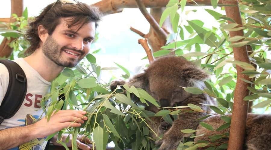 Pinnacles, Koalas & Sandboarding Tour Day Trip from Perth - Why this Perth day trip works so well