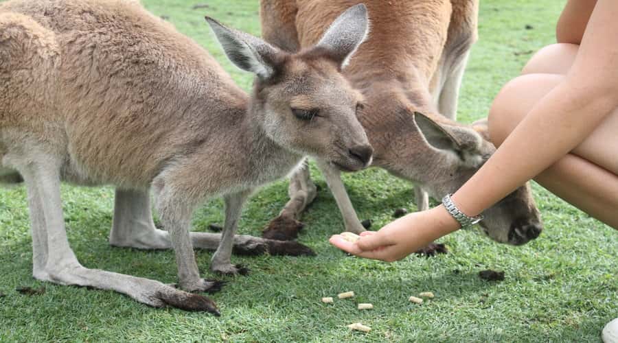 Pinnacles, Koalas & Sandboarding Tour Day Trip from Perth - A working lobster plant and a proper fish and chips lunch