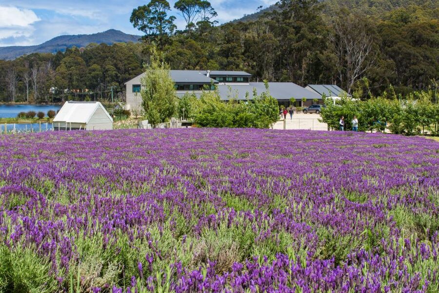 Port Arthur Shuttle and Tasman Sights Tour - Who should book this tour?