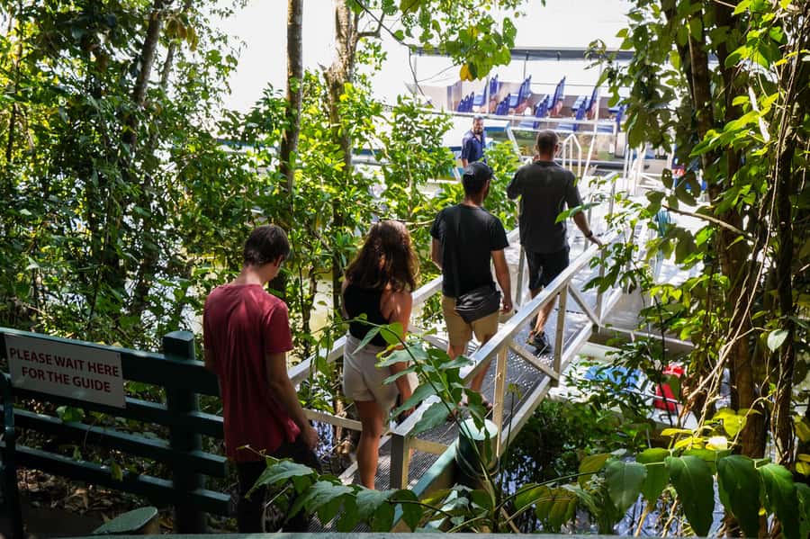 Port Douglas: Afternoon Daintree Tour w/ Wildlife Cruise - Key points to know before you book