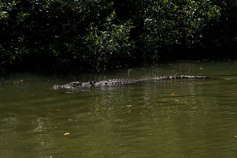 Port Douglas: Afternoon Daintree Tour w/ Wildlife Cruise - Mossman Gorge, the gentler rainforest stop