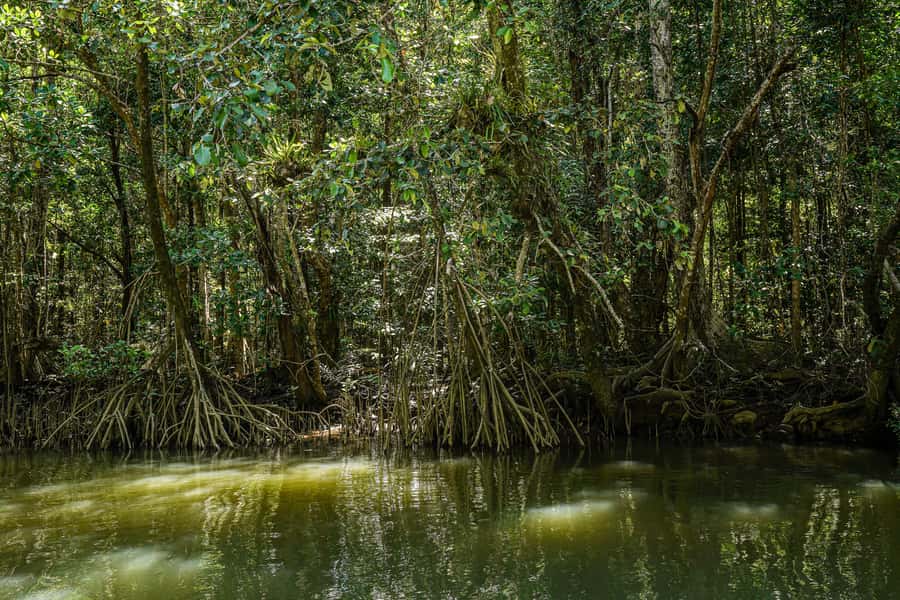 Port Douglas: Afternoon Daintree Tour w/ Wildlife Cruise - The guides make the short schedule work
