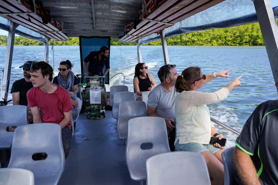 Port Douglas: Afternoon Daintree Tour w/ Wildlife Cruise - Should you book the afternoon Daintree tour?