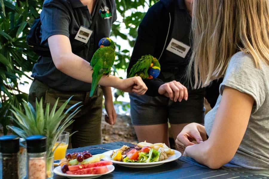 Port Douglas: Breakfast with the Birds - The birds are the main event