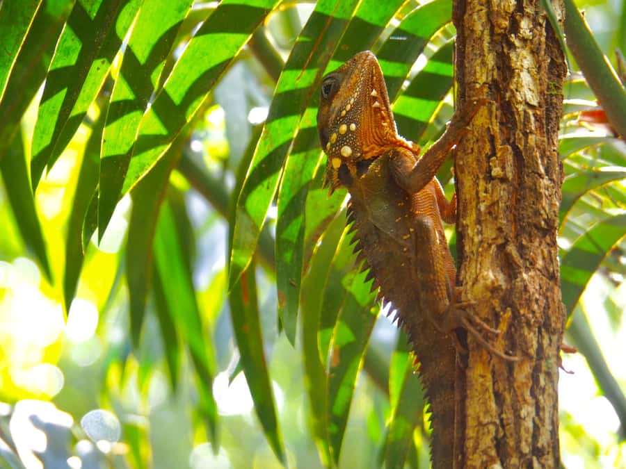 Port Douglas: Daintree Rainforest and Cape Tribulation Tour - What $162 buys you