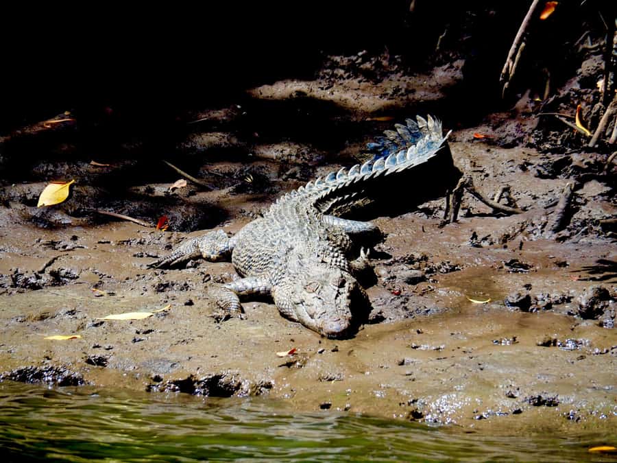 Port Douglas: Daintree Rainforest and Cape Tribulation Tour - Comfortable transport from Port Douglas