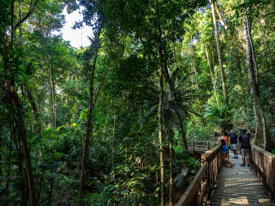 Port Douglas: Daintree Rainforest and Cape Tribulation Tour - Crocodiles and mangroves on Cooper Creek