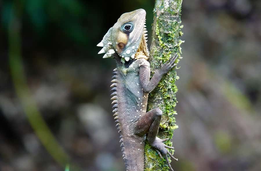 Port Douglas: Daintree Rainforest and Mossman Gorge Tour - Key points at a glance
