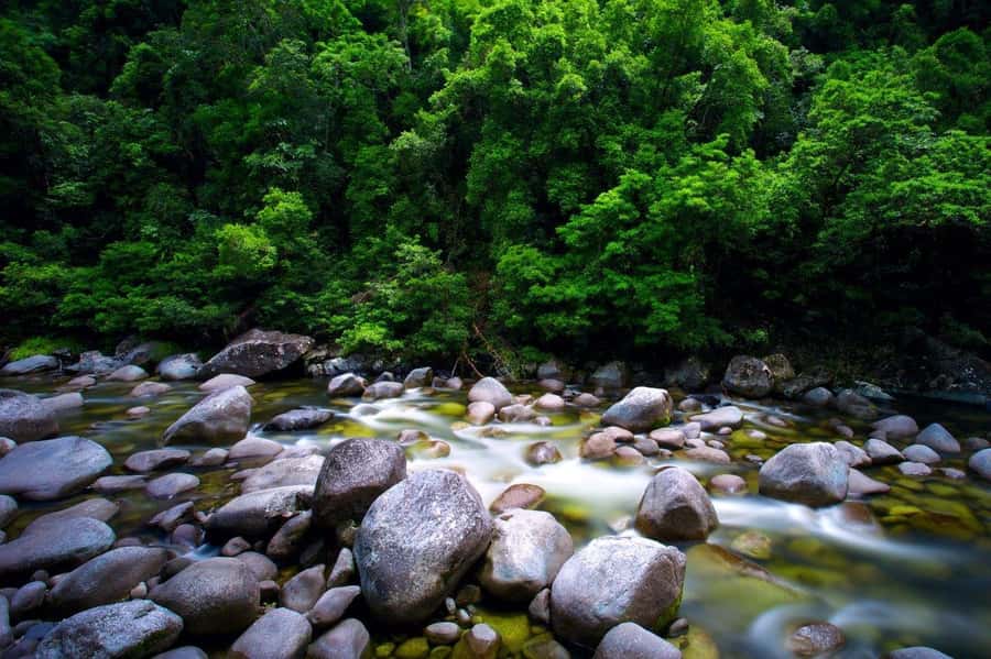 Port Douglas: Daintree Rainforest and Mossman Gorge Tour - Guides make the difference on a small minibus