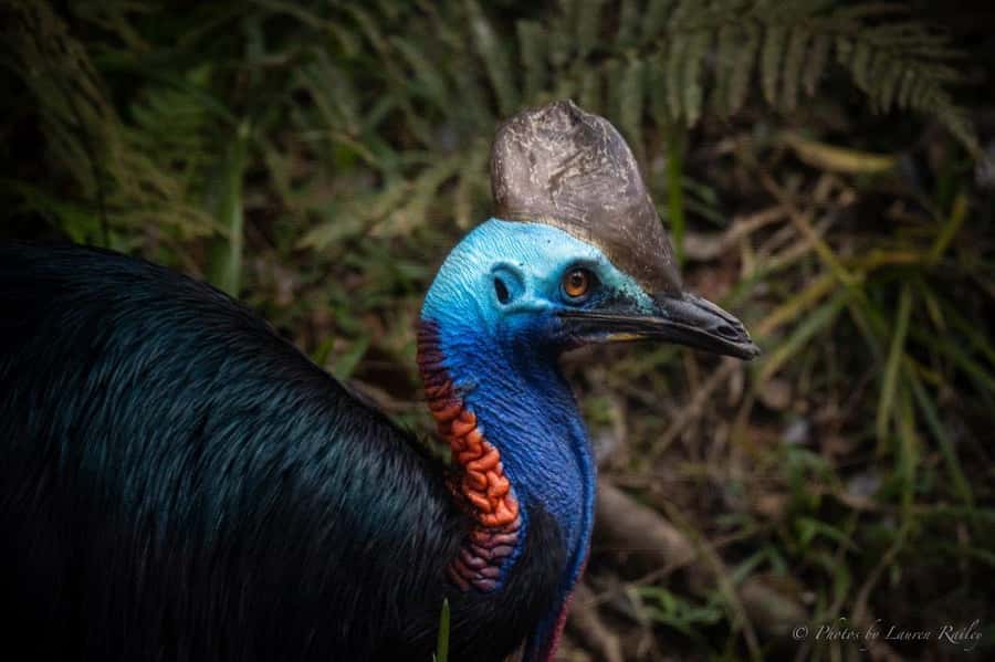 Port Douglas: Daintree Rainforest and Mossman Gorge Tour - What makes this Daintree day trip different