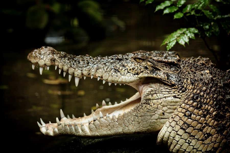 Port Douglas: Daintree Rainforest and Mossman Gorge Tour - The Daintree River cruise is short, but wildlife-focused