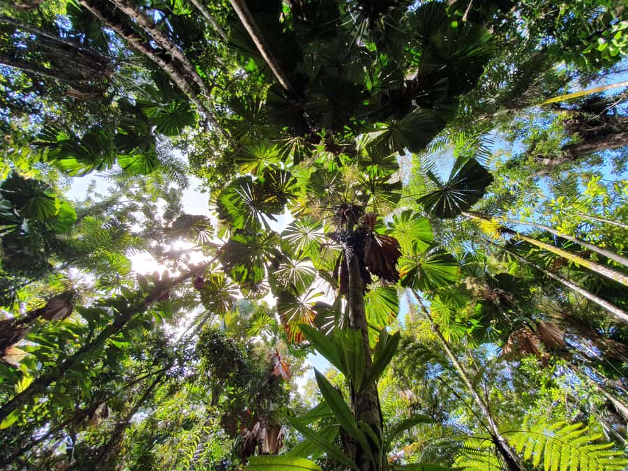 Port Douglas: Daintree Rainforest and Mossman Gorge Tour - Cape Tribulation brings rainforest and beach together