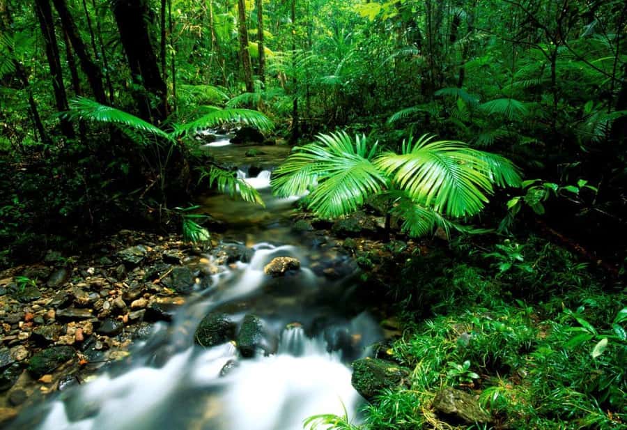 Port Douglas: Daintree Rainforest and Mossman Gorge Tour - Lunch is practical, filling, and part of the experience