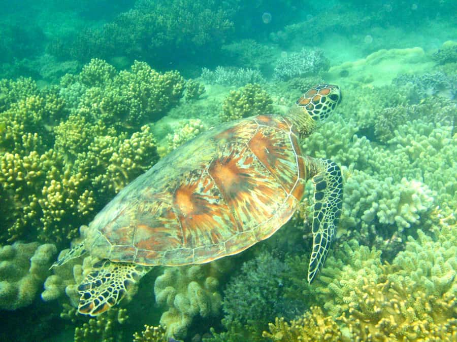 Port Douglas: Half-Day Low Island and Lagoon Snorkeling Tour - Why Low Island works for a short reef outing