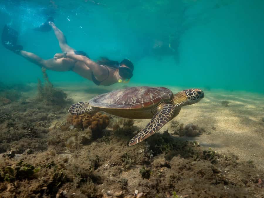 Port Douglas: Low Isles Glass Bottom Boat & Snorkeling Tour - What the crew adds to the experience