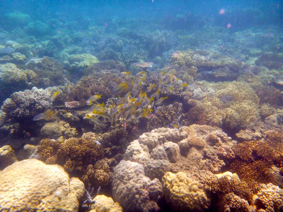 Port Douglas: Low Isles Reef Snorkeling Tour - Key points to know before booking