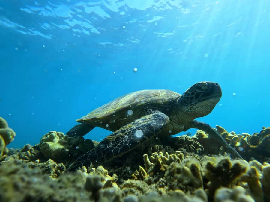 Port Douglas: Low Isles Reef Snorkeling Tour - Why Low Isles works so well for a short reef trip