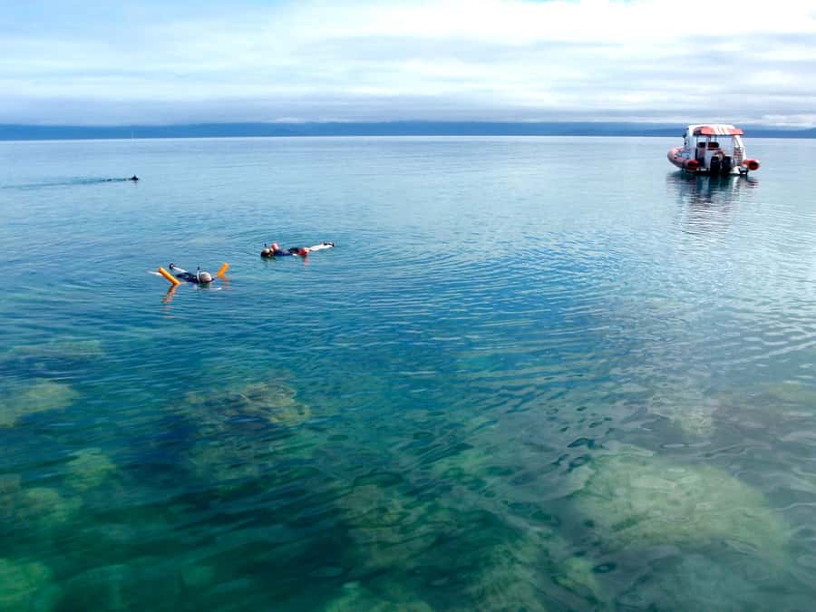 Port Douglas: Low Isles Reef Snorkeling Tour - Coral, fish, and the chance of green turtles