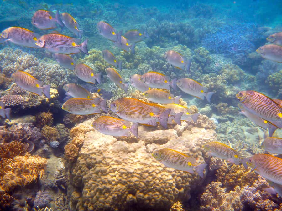 Port Douglas: Low Isles Reef Snorkeling Tour - Crew help and equipment that make a difference
