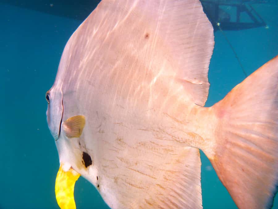 Port Douglas: Low Isles Reef Snorkeling Tour - The 15-minute Reef Sprinter ride from Port Douglas