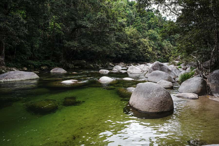 Port Douglas: Morning Daintree Tour w/ Wildlife Cruise - Key points to know before booking