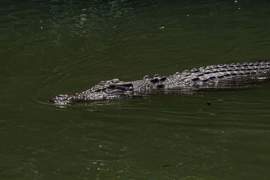 Port Douglas: Morning Daintree Tour w/ Wildlife Cruise - Is $112 per person good value?