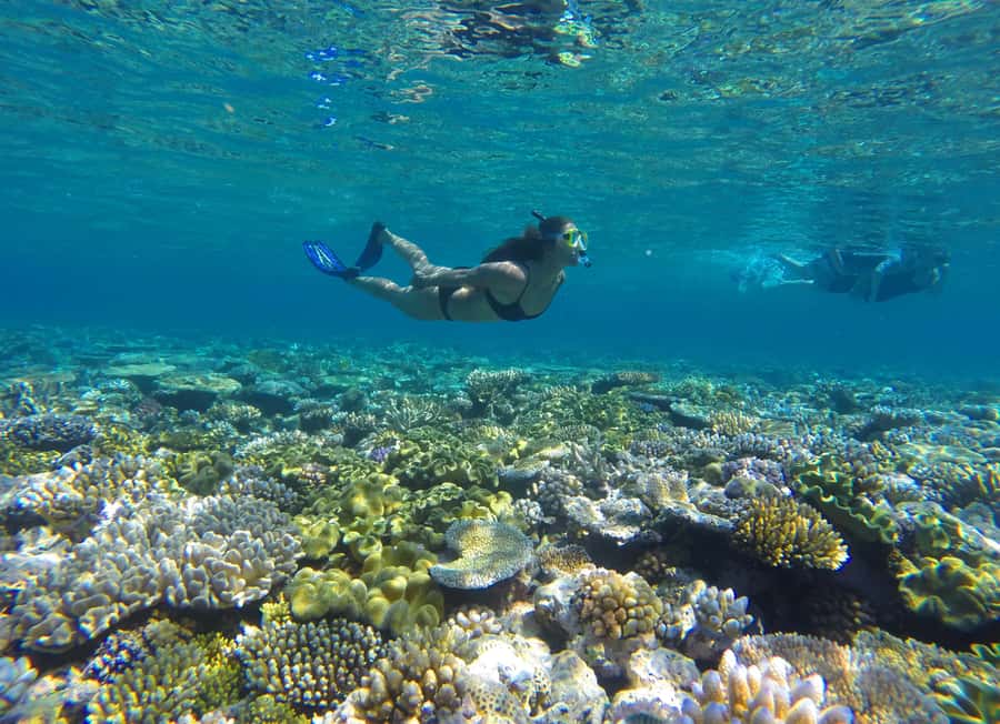Port Douglas: Outer Barrier Reef Snorkel and Dive Options - First reef stop: getting comfortable in the water